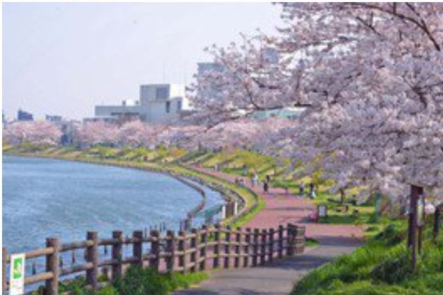小松川千本桜